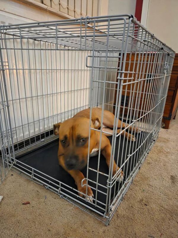 Mastiff puppies for sale in Linlithgow, West Lothian – 3 days old - Image 4 of 5