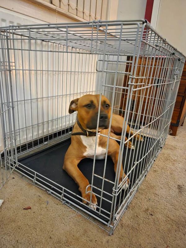 Mastiff puppies for sale in Linlithgow, West Lothian – 3 days old - Image 5 of 5