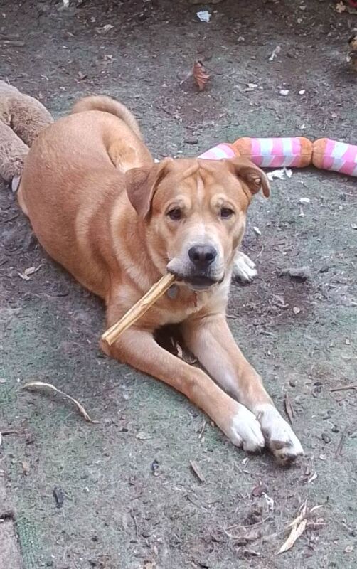 Mastiff Puppies For Sale