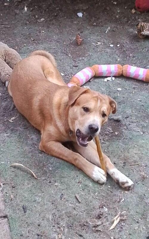 Dog for sale - Image 2 of 4