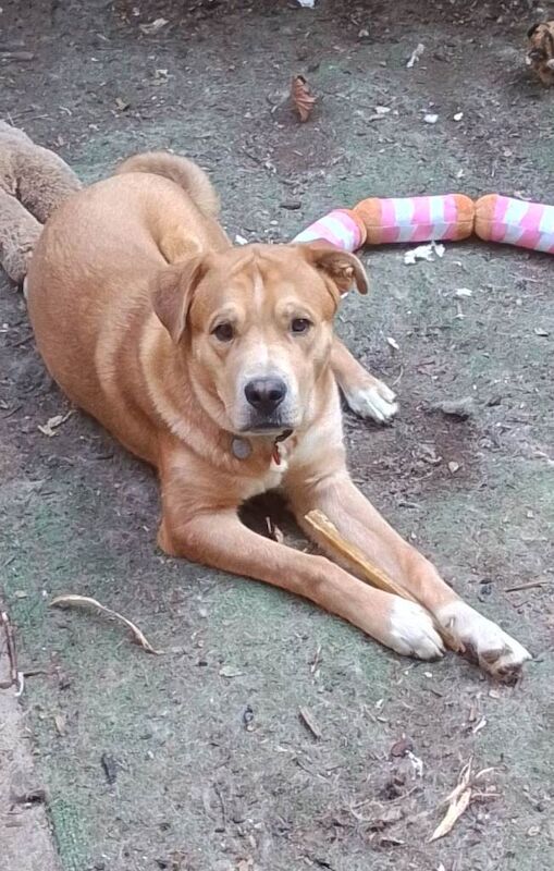Dog for sale - Image 3 of 4