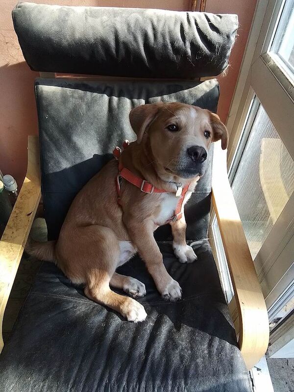 Dog for sale - Image 4 of 4