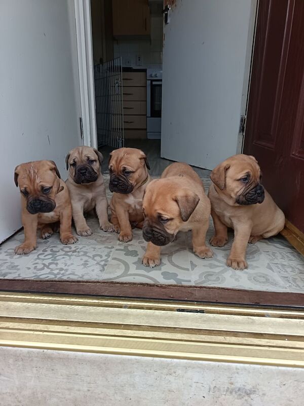 Mastiff puppies for sale in Enniskillen, County Fermanagh – 5 weeks old