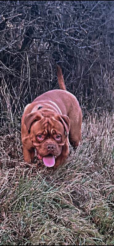 dogue de bourdeaux 15 month old puppy