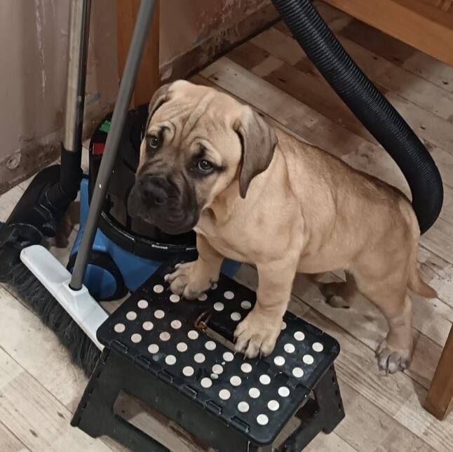 Mastiff puppies for sale in Enniskillen, County Fermanagh – 4 months old
