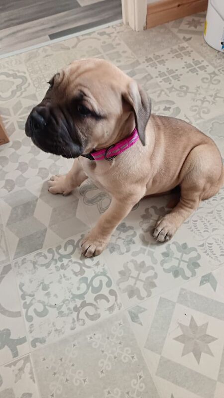 Mastiff puppies for sale in Enniskillen, County Fermanagh – 3 months old