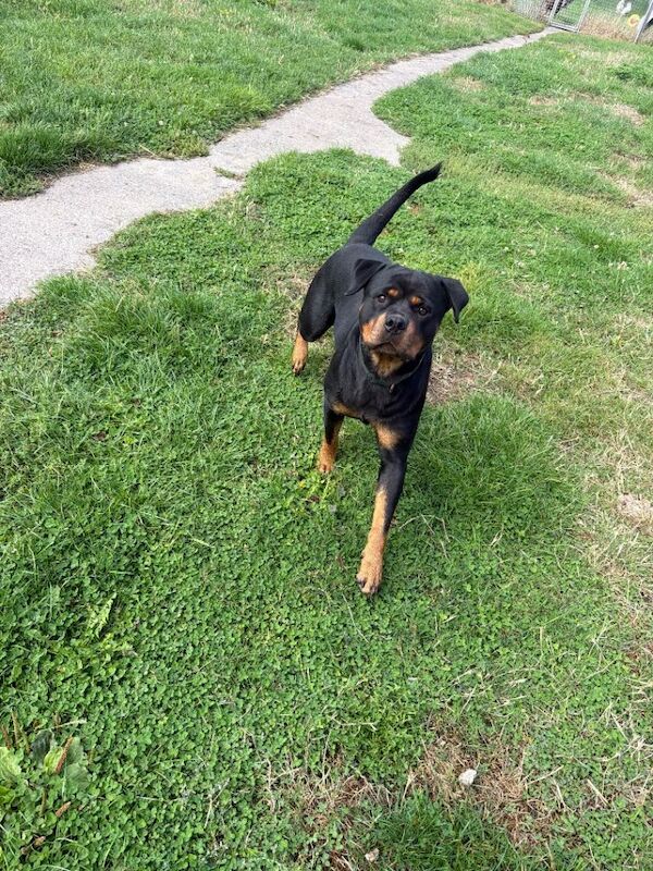 Female Rottweiler male mastiff cross