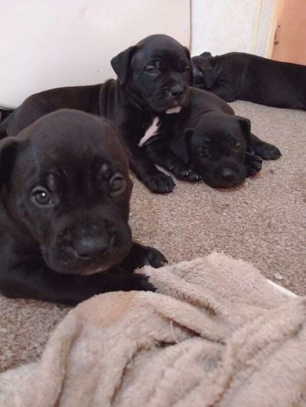 Mastiff Puppies For Sale Under £1,000