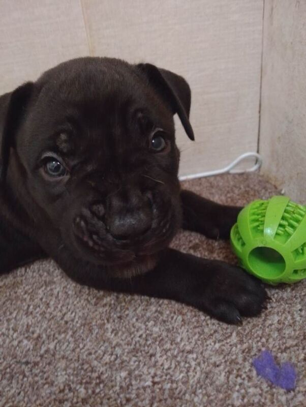 (french mastiff)dogue de Bordeaux x presa canario mix puppies pups dogs litter - Image 2 of 5