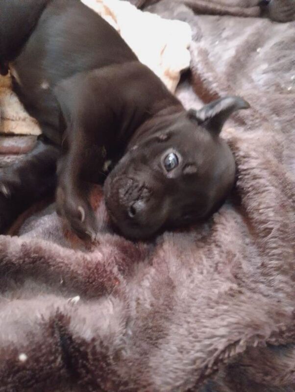 (french mastiff)dogue de Bordeaux x presa canario mix puppies pups dogs litter - Image 3 of 5