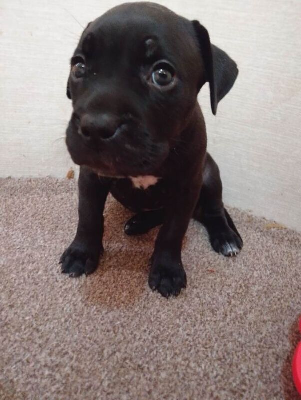 (french mastiff)dogue de Bordeaux x presa canario mix puppies pups dogs litter - Image 4 of 5