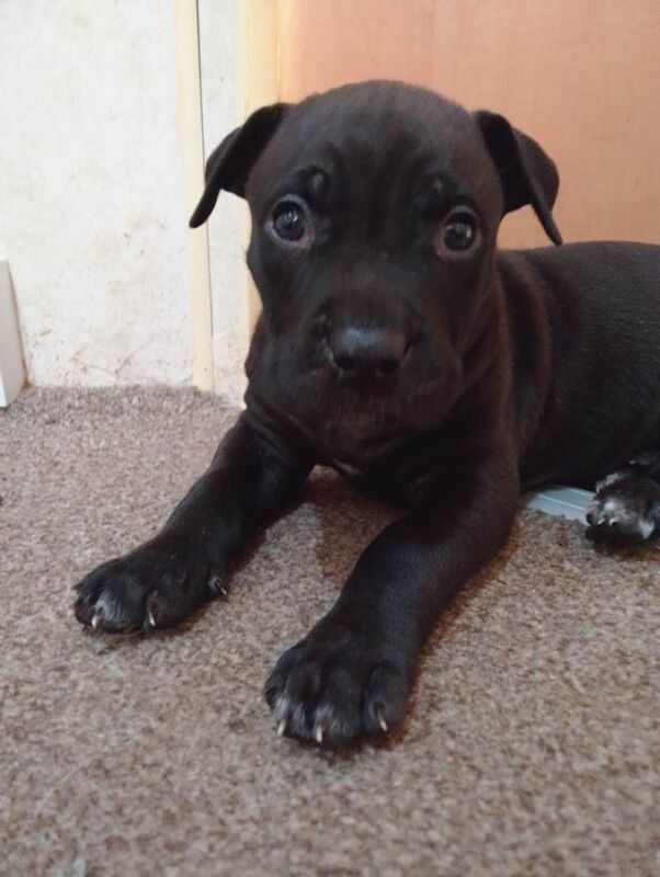 (french mastiff)dogue de Bordeaux x presa canario mix puppies pups dogs litter - Image 5 of 5