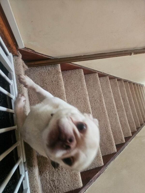 Frenchie cross pug - Image 2 of 3