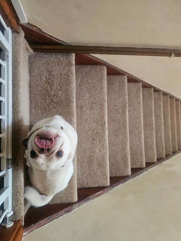 Frenchie cross pug - Image 3 of 3