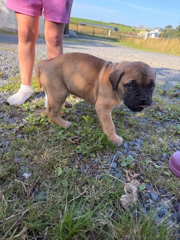 Full-Bred Bullmastiff Puppies – 2 Males & 3 Females – £1,500