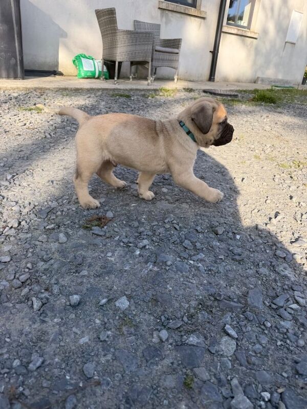 Full-Bred Bullmastiff Puppies – 2 Males & 3 Females – £1,500 - Image 2 of 6