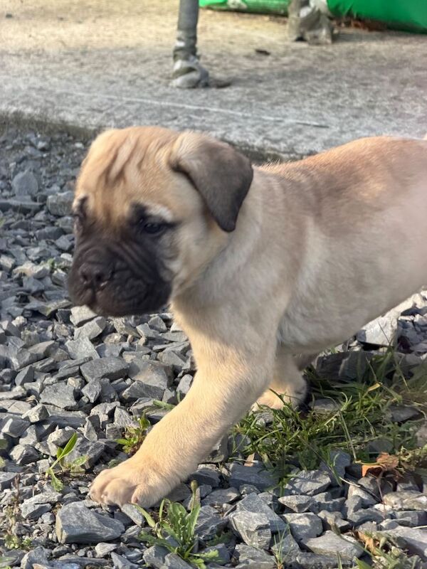 Full-Bred Bullmastiff Puppies – 2 Males & 3 Females – £1,500 - Image 3 of 6