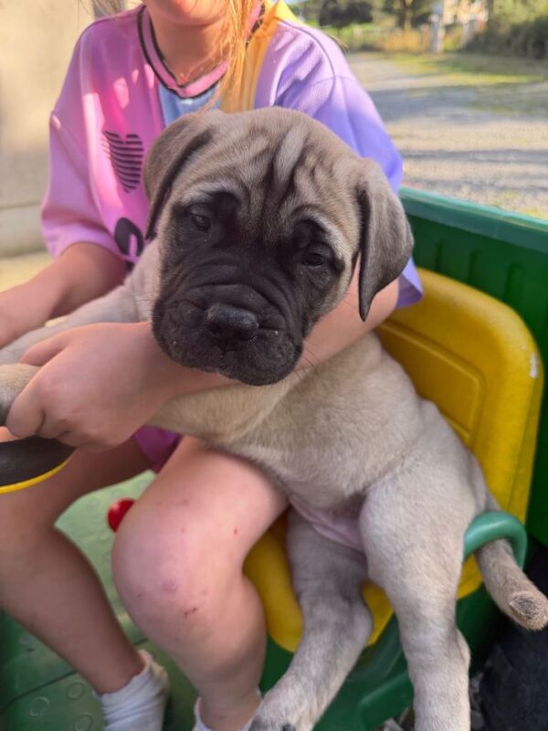 Full-Bred Bullmastiff Puppies – 2 Males & 3 Females – £1,500 - Image 4 of 6