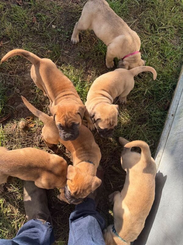 Full-Bred Bullmastiff Puppies – 2 Males & 3 Females – £1,500 - Image 5 of 6