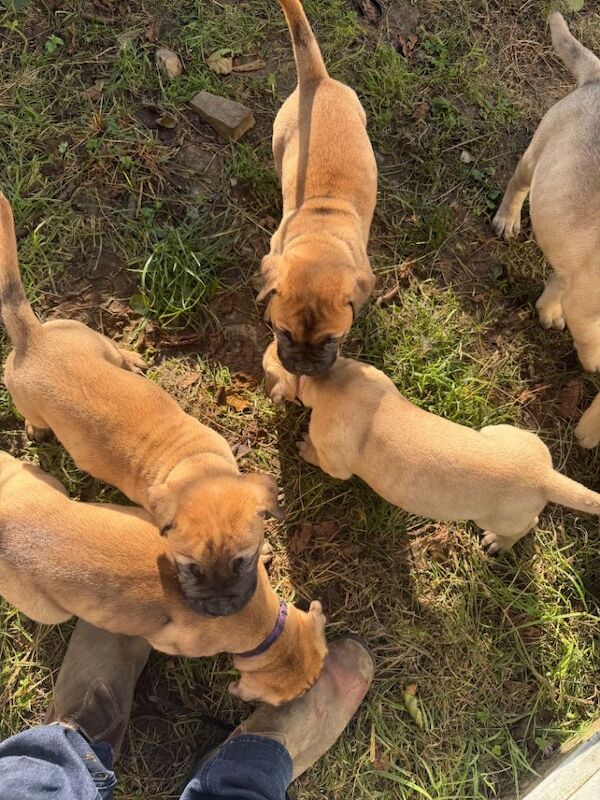 Full-Bred Bullmastiff Puppies – 2 Males & 3 Females – £1,500 - Image 6 of 6