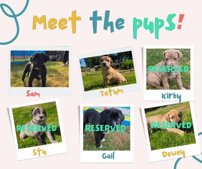 Great Dane x Mastiff Puppies Ready Now