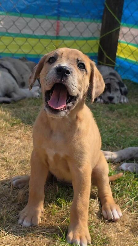 Great Dane x Mastiff Puppies Ready Now - Image 3 of 5