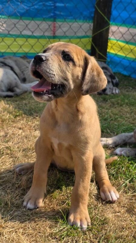 Great Dane x Mastiff Puppies Ready Now - Image 4 of 5