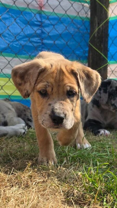 Great Dane x Mastiff Puppies Ready Now - Image 5 of 5