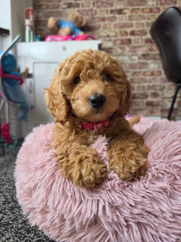 Hypoallergenic Maltipoo x Cockapoo Puppies