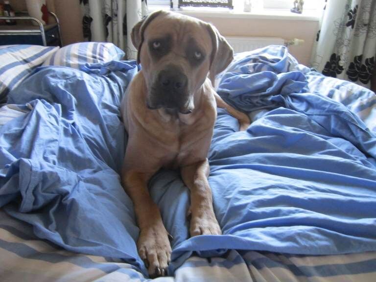 Italian mastiff cane corso pedigree
