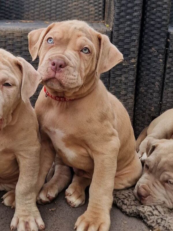 Last stunning mastiff boy