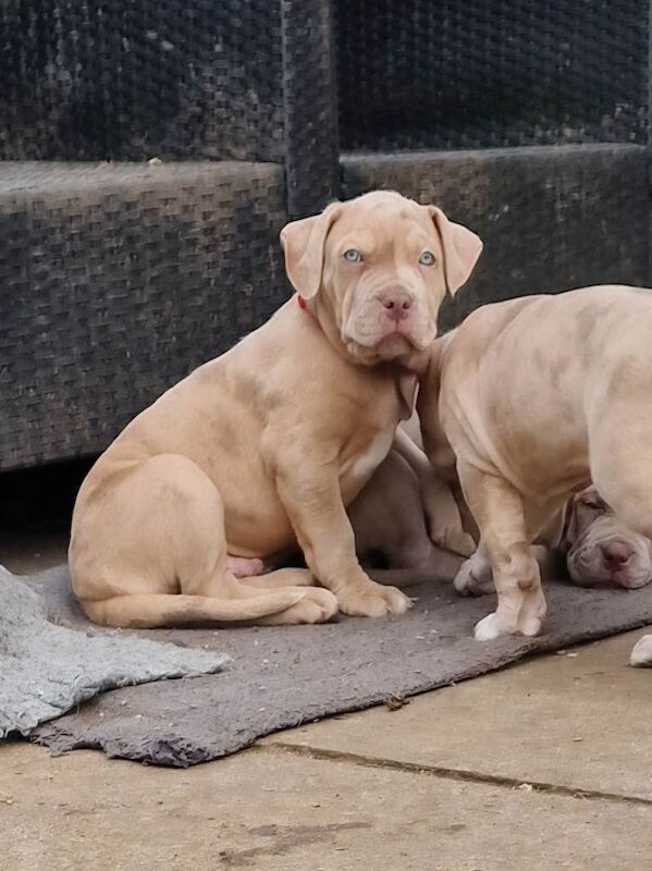 Last stunning mastiff boy - Image 2 of 6