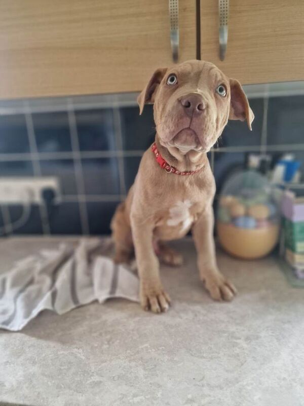 Last stunning mastiff boy - Image 3 of 6