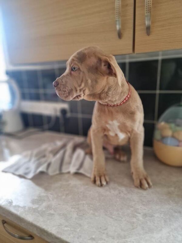 Last stunning mastiff boy - Image 4 of 6