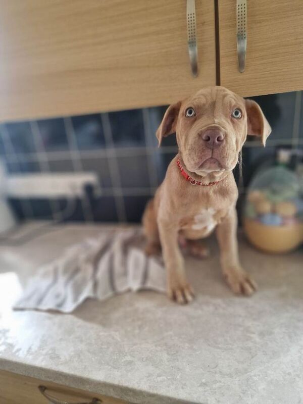 Last stunning mastiff boy - Image 5 of 6