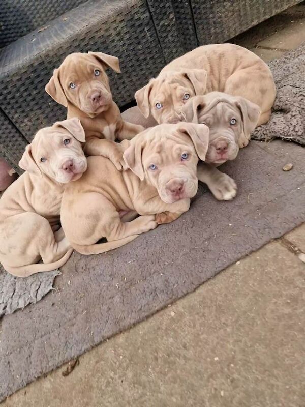 Last stunning mastiff boy - Image 6 of 6