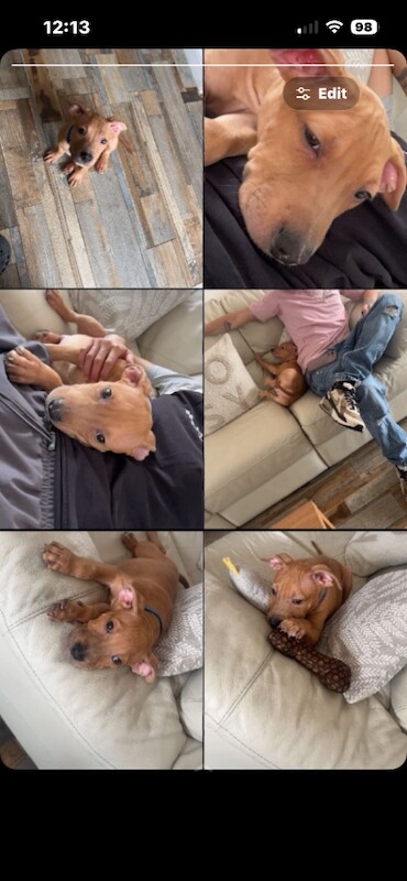 Male staffs x mastiff pup - Image 2 of 3