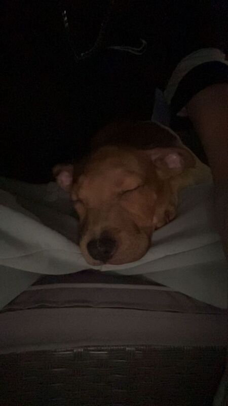 Male staffs x mastiff pup - Image 3 of 3