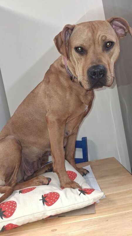 Mastiff Puppies For Sale