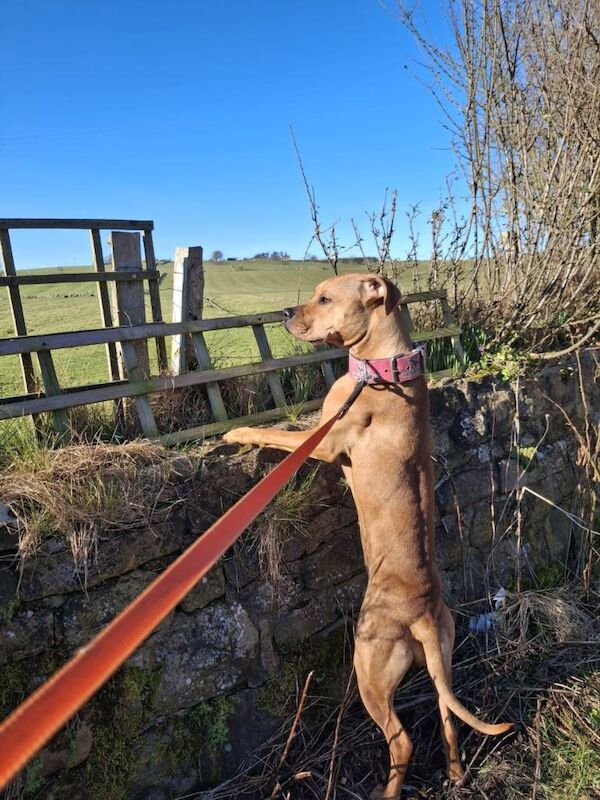 Mastiff Cross puppy - Image 2 of 4