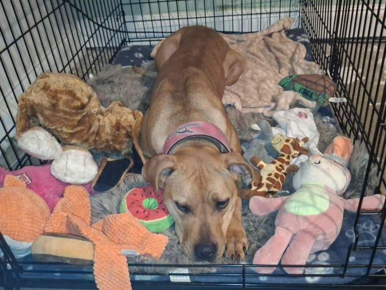 Mastiff Cross puppy - Image 3 of 4