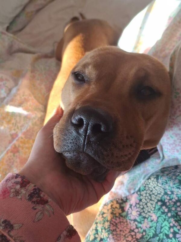 Mastiff Cross puppy - Image 4 of 4