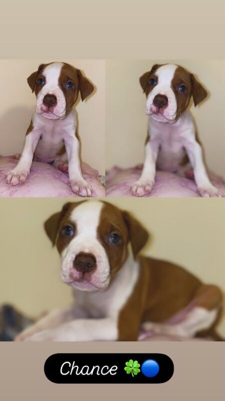 Mastiff Puppies For Sale Under £1,000