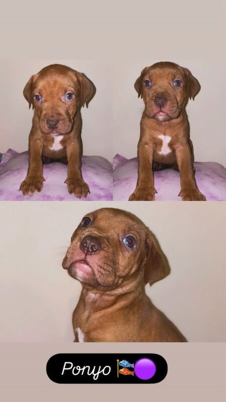 Mastiff puppies - Image 2 of 5