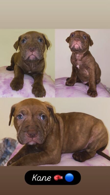 Mastiff puppies - Image 3 of 5