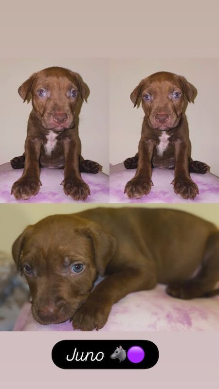 Mastiff puppies - Image 4 of 5