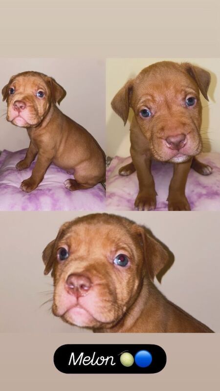 Mastiff puppies - Image 5 of 5