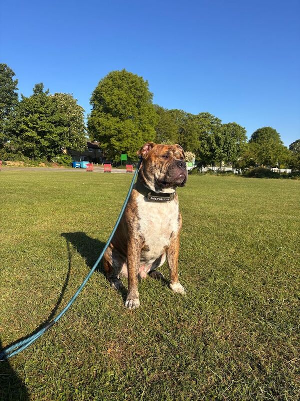 Mastiff puppies for sale in Harlow, Essex – 2 years old