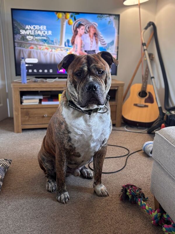 Mastiff puppies for sale in Harlow, Essex – 2 years old - Image 2 of 3