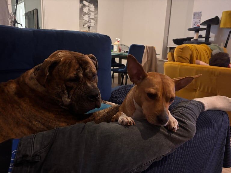Mastiff puppies for sale in Harlow, Essex – 2 years old - Image 3 of 3